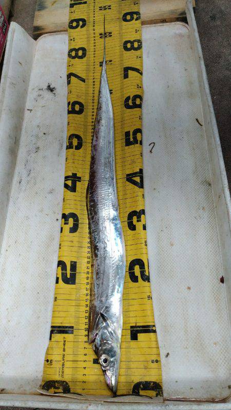 個人的夏タチ、いよいよ開幕できました！