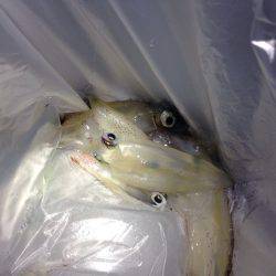 昨日までとは打って変わって