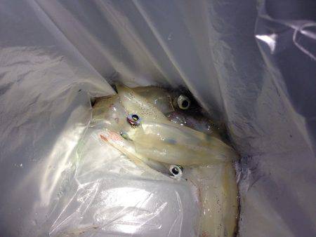 昨日までとは打って変わって