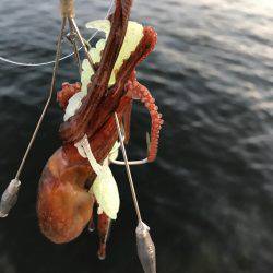 懲りずにオクトパッシング！