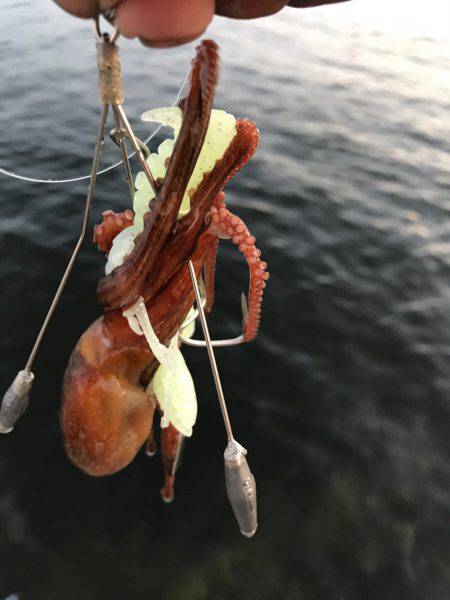 懲りずにオクトパッシング！