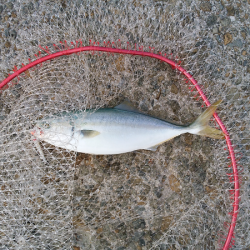 元気なツバス3匹！