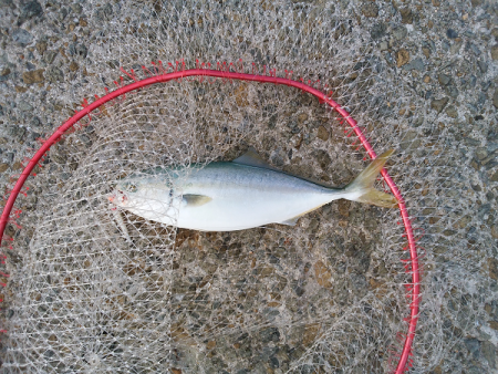 元気なツバス3匹！