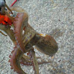 オクトパッシング