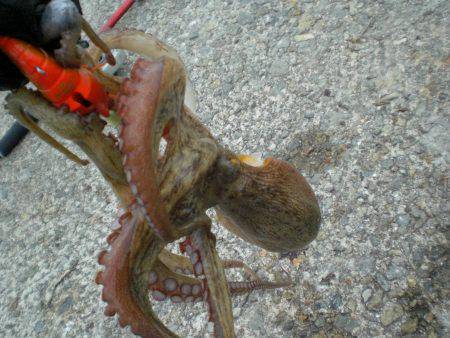 オクトパッシング