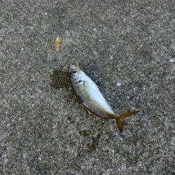 小アジの唐揚げが食べたーいっ‼