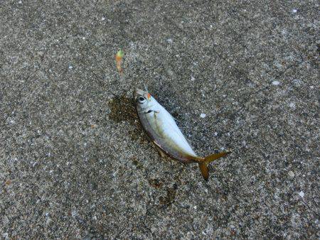 小アジの唐揚げが食べたーいっ‼