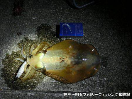 アオリイカ 来たーっ‼