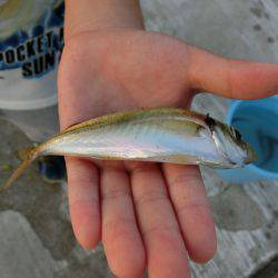 小アジが戻って来た