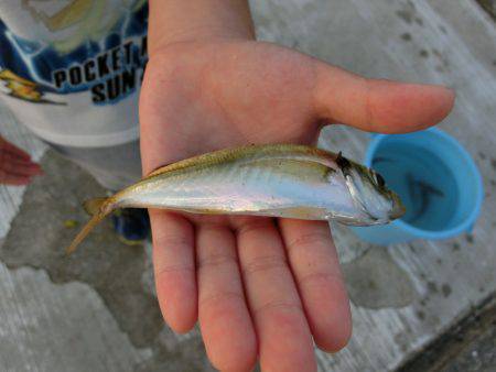 小アジが戻って来た