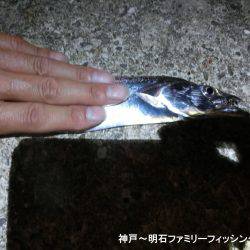 渋いなかでもまずまずかな