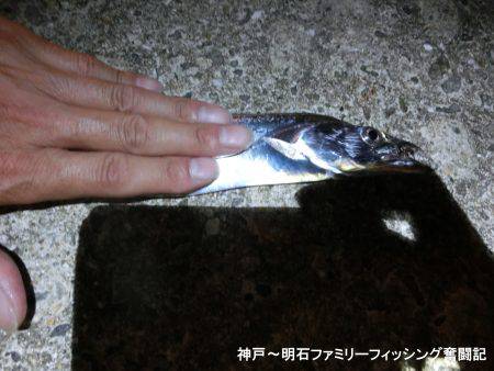 渋いなかでもまずまずかな