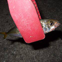 今シーズン初アジ！