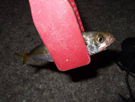 今シーズン初アジ！