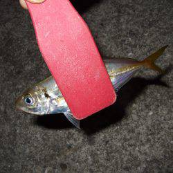 アジは気まぐれ