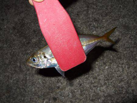 アジは気まぐれ