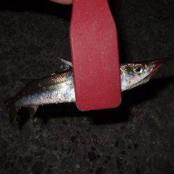 台風後は魚種多彩！？