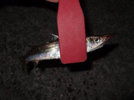 台風後は魚種多彩！？