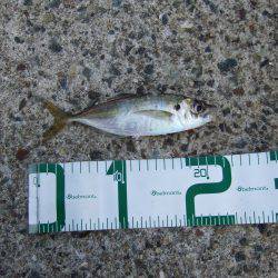 ジギングサビキ初挑戦