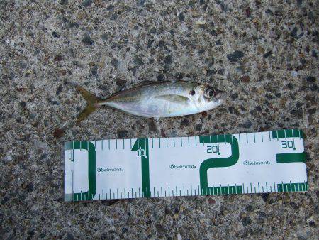 ジギングサビキ初挑戦