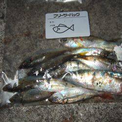 アジング好調キープ