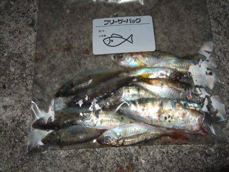 アジング好調キープ