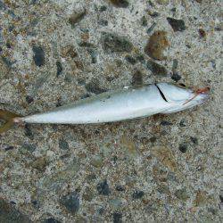 初ワインド初タチウオ＼(^o^)／