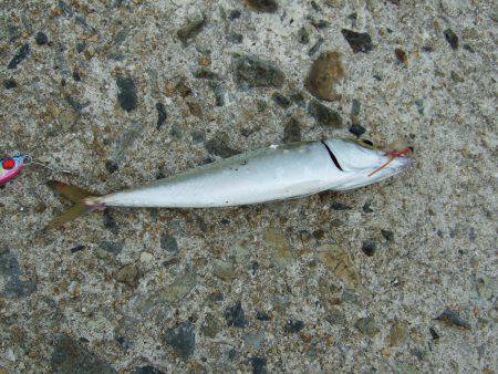 初ワインド初タチウオ＼(^o^)／