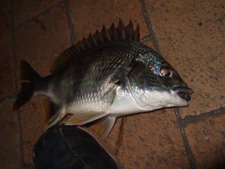 台風前に市街地で短時間チニング