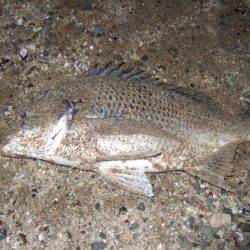 キビレ調査　ＮＯ，３４