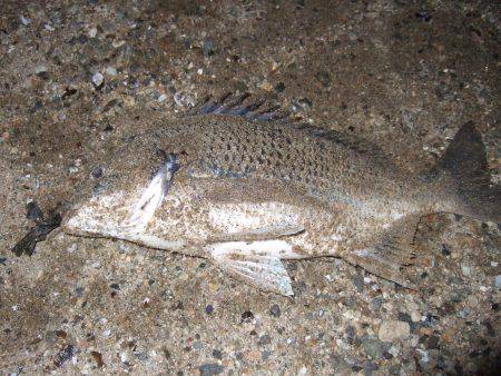 キビレ調査　ＮＯ，３４