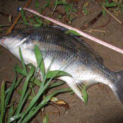 キビレ調査 NO,35