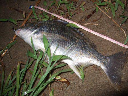 キビレ調査 NO,35