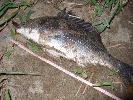 キビレ調査　ＮＯ，３６