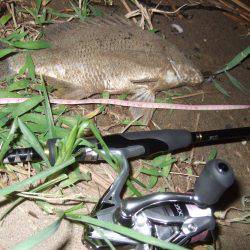 キビレ調査　ＮＯ，３７