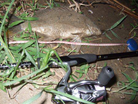 キビレ調査　ＮＯ，３７