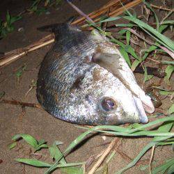 キビレ調査　ＮＯ，３８