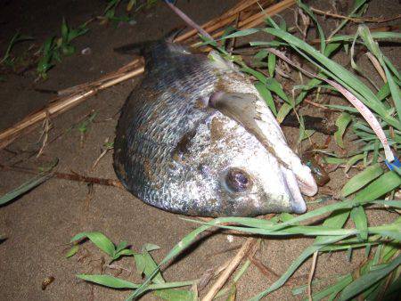 キビレ調査　ＮＯ，３８