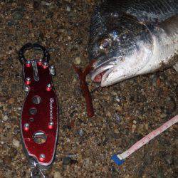 キビレ調査 NO,40