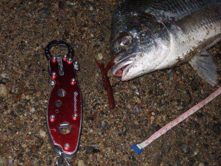 キビレ調査 NO,40