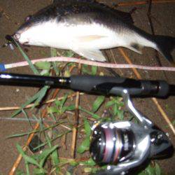 キビレ調査 NO,41