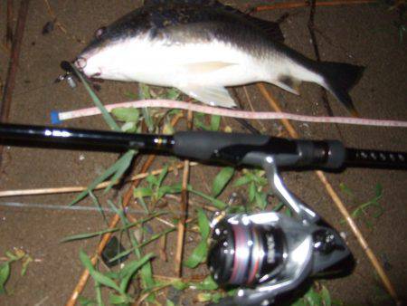 キビレ調査 NO,41