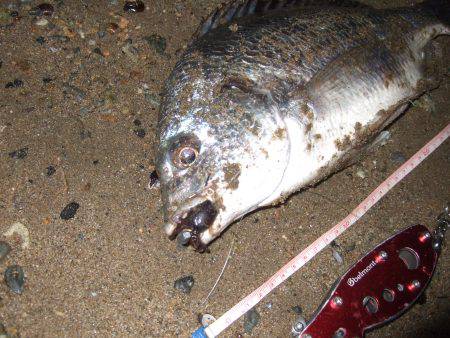 キビレ調査　ＮＯ，４２