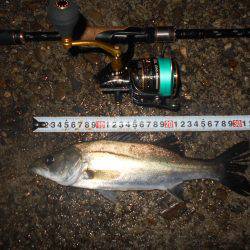 キビレは好調？。