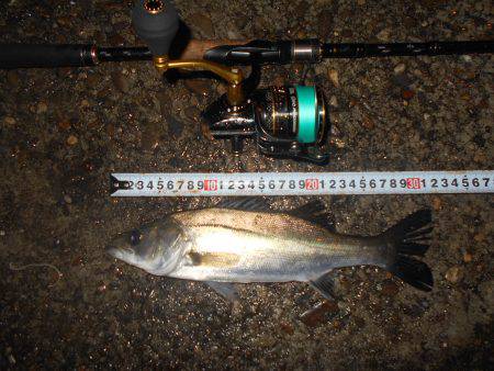 キビレは好調？。