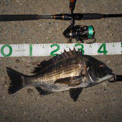 テトラ際でチヌ&シーバス♪。