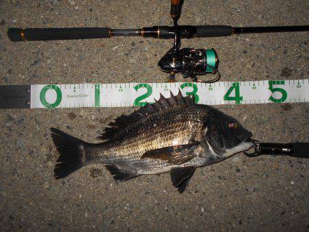 テトラ際でチヌ&シーバス♪。