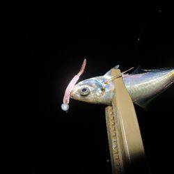 安定してきました