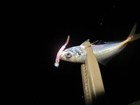 安定してきました