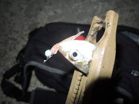 アジも難しいです